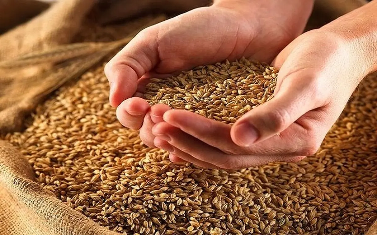 اصلاح ارقام جدید گندم با ۲۵ درصد صرفه‌جویی در مصرف آب/ معرفی ۲۱۱ رقم غلات کم‌آب در کشور 