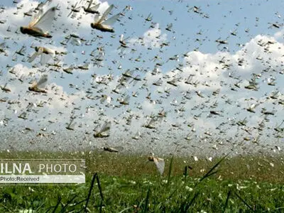 پایش مزارع و کنترل و مبارزه با ملخ بومی البرز 