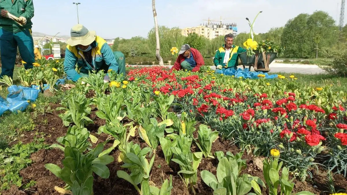 کاشت ۴ میلیون بوته  گل در بوستان های شهری ارومیه
