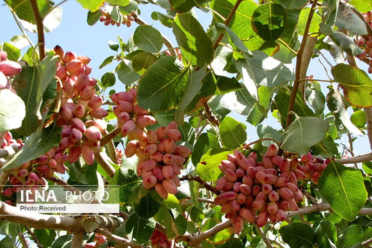آغاز برداشت محصول پسته در سطح ۵ هزار هکتار از باغات شهرستان سبزوار