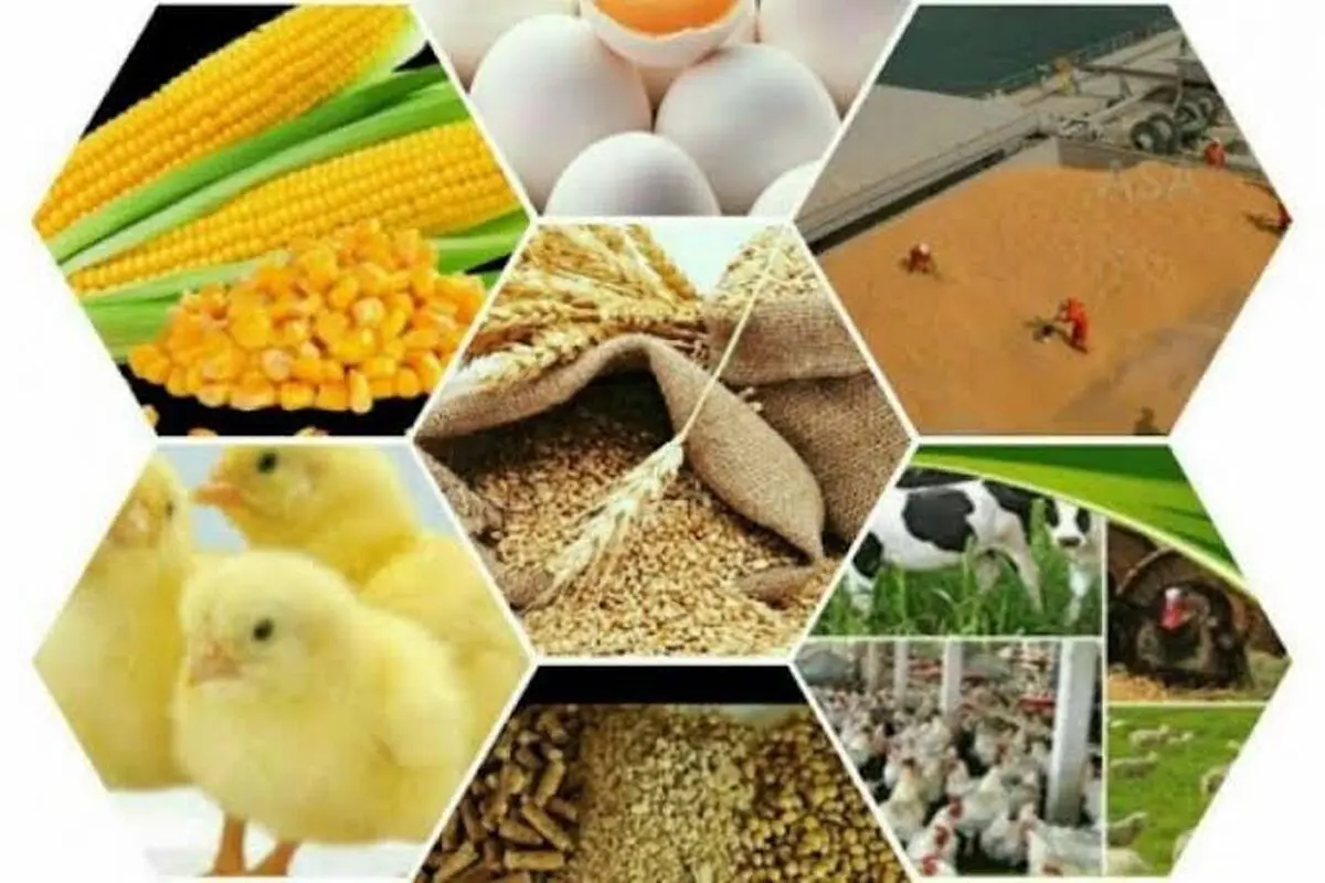 شتاب‌گیری صادرات محصولات حوزه دام و طیور استان مرکزی / رشد 173 درصدی صادرات لبنیات