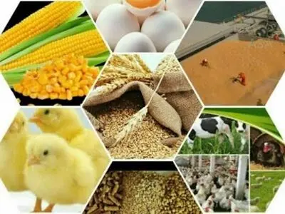 شتاب‌گیری صادرات محصولات حوزه دام و طیور استان مرکزی / رشد 173 درصدی صادرات لبنیات