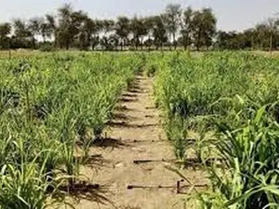 بیابان‌ های امارات چگونه به سرزمین‌ های سبز تبدیل شدند