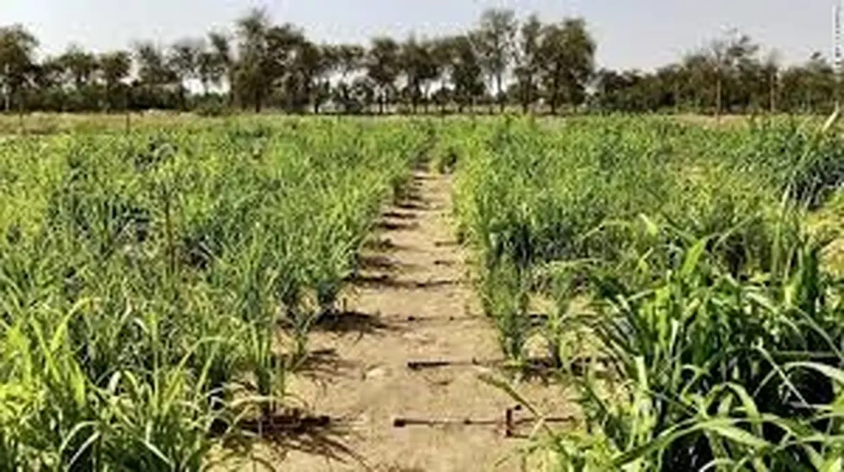 بیابان‌ های امارات چگونه به سرزمین‌ های سبز تبدیل شدند