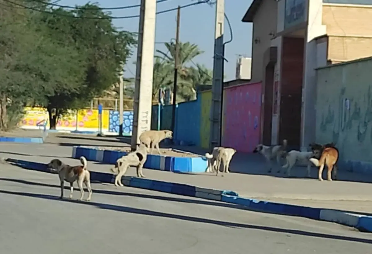 زنده گیری ۱۱۰ قلاده سگ بدون صاحب در یک ماه گذشته توسط شهرداری 