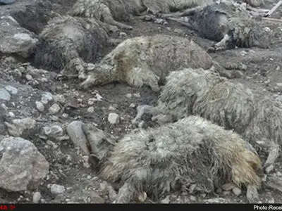 قطب دام کشور در معرض آلودگی‌های صنایع مس/مردم چاره‌ای جز کنار آمدن با آلودگی ندارند