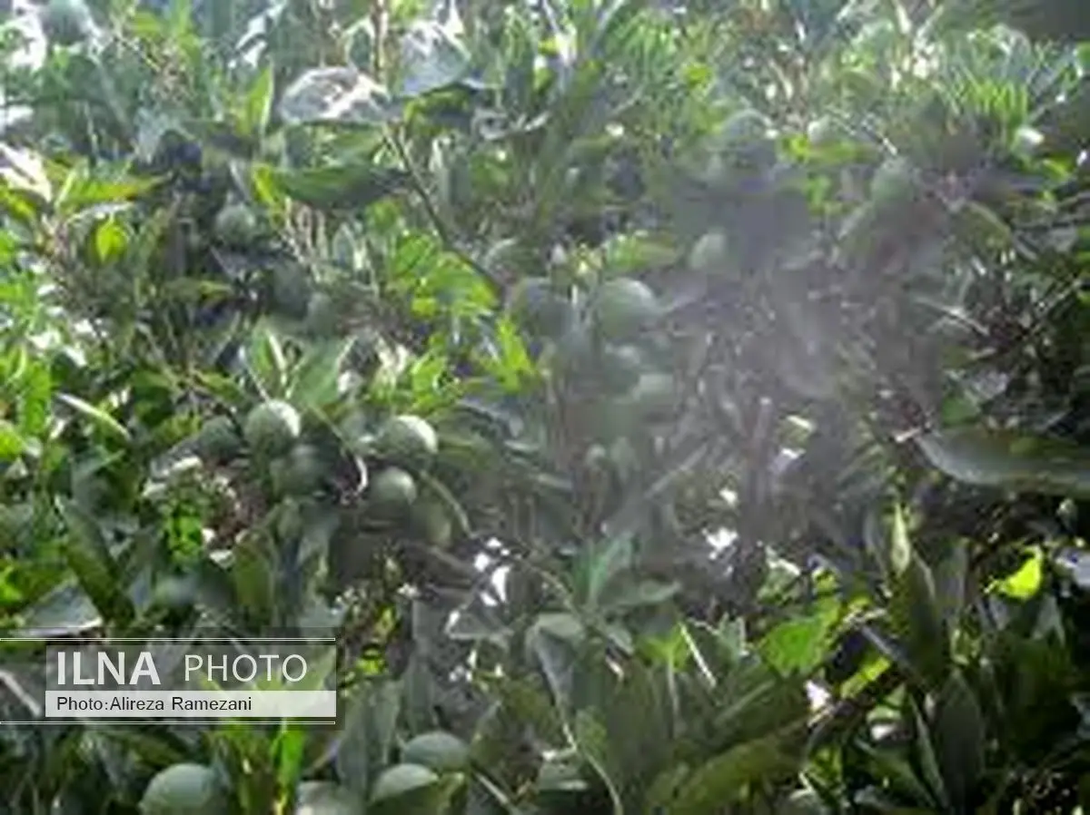 ریزش مرکبات در پی گرمای هوا در مازندران