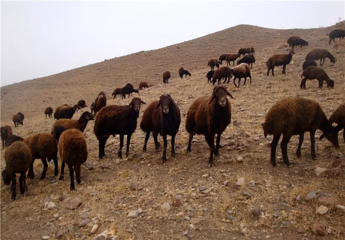 بهبود شاخصهای تولید گوسفندان بومی