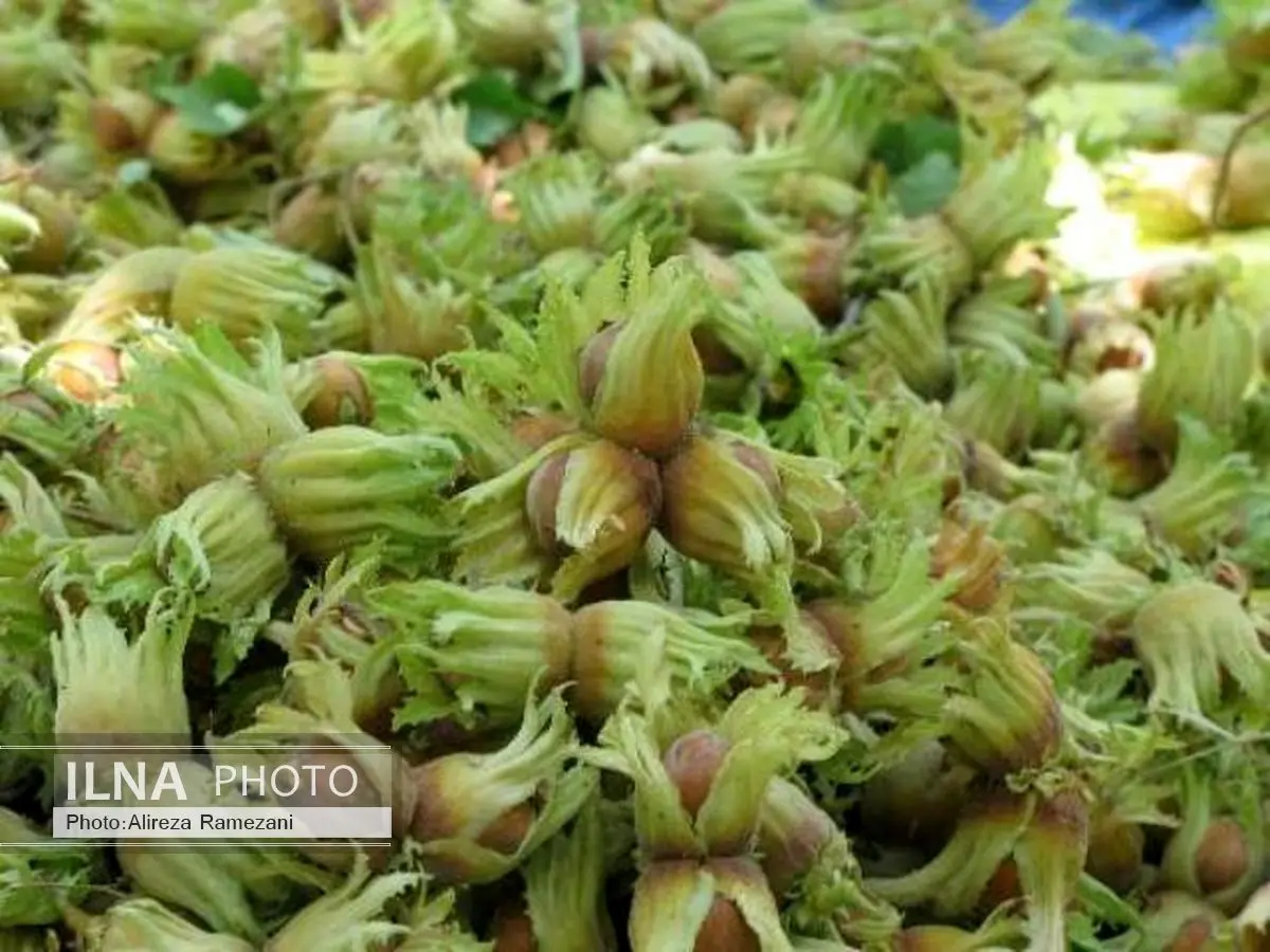 بیش از ۱۸ هزار تن فندق در گیلان تولید شده است