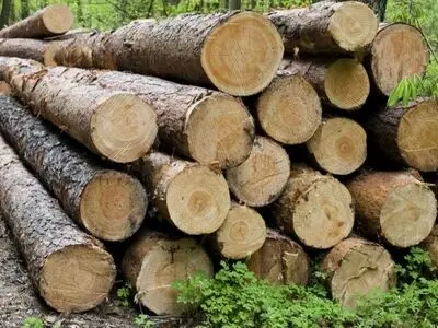 اجرای طرح زراعت چوب و ضرورت مدیریت منابع آبی در خوزستان