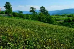 پیش بینی تولید ۳۵۰ تن سیر در سطح ۳۵هکتار از اراضی زراعی شهرستان سوادکوه