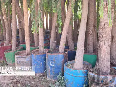 توزیع بیش از ۴ هزار اصله نهال اصلاح شده و شناسنامه دار برای احداث باغ
