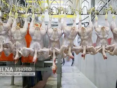 توزیع بیش از ۴۲۰۰ تن گوشت مرغ در هرمزگان با هدف ثبات بازار و پایداری امنیت غذایی