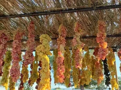 برداشت بیش از ۲۰۰ هزار تن انگور از تاکستان‌های آذربایجان غربی