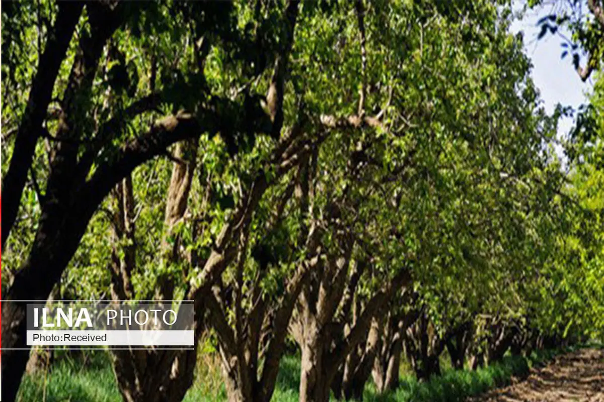 طرح کنترل عوامل خسارت زا در باغ های شهرستان البرز اجرا شد