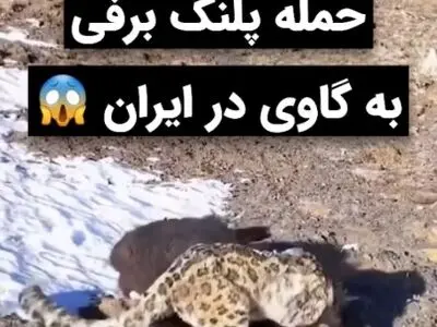 حمله پلنگ برفی به یک گوساله + فیلم