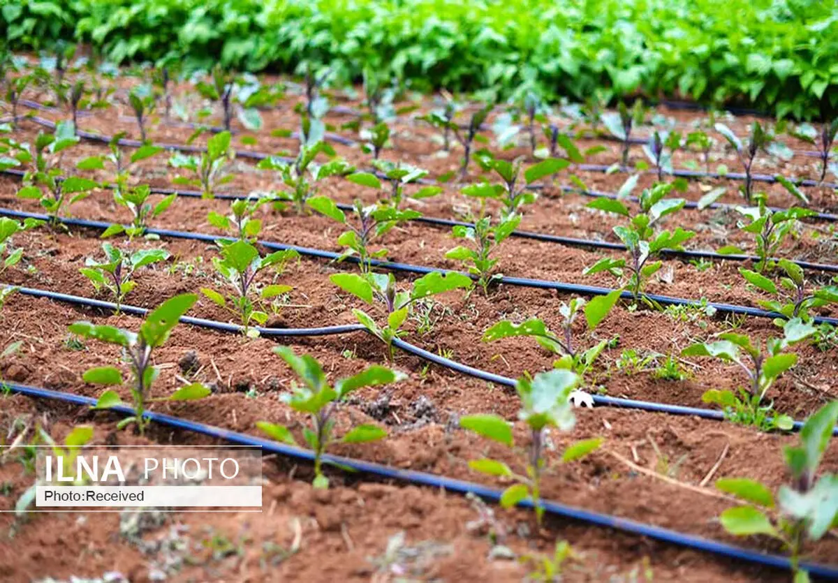 چاره‌ای جز اصلاح شیوه‌های الگوی کشت در فارس نیست/نگرانی از خشک شدن چاه‌ها و قنات های استان و تامین آب تابستان ۱۴۰۳ 