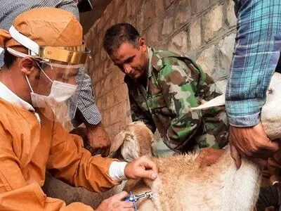  ۱۱۰ هزار دام سبک وسنگین در گلستان ویزیت رایگان شدند