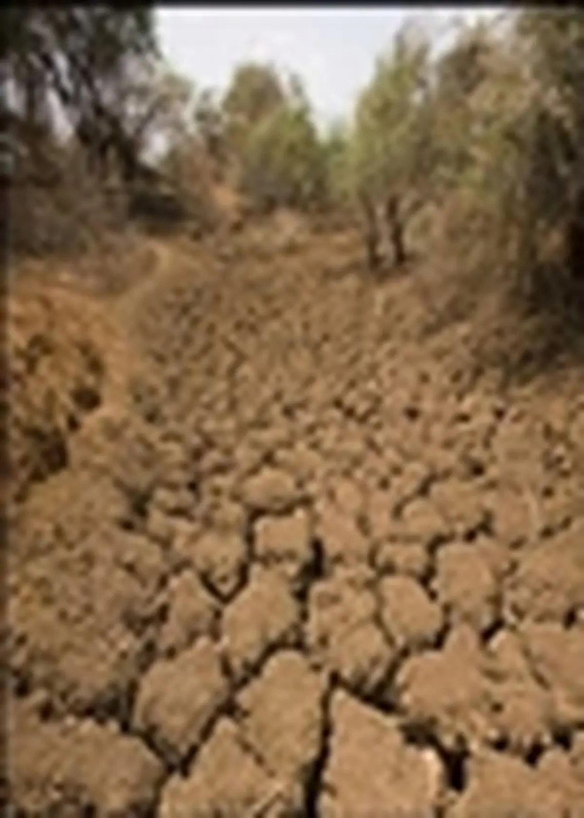 خسارت خشکسالی در ۴ استان کشور شدید بوده است