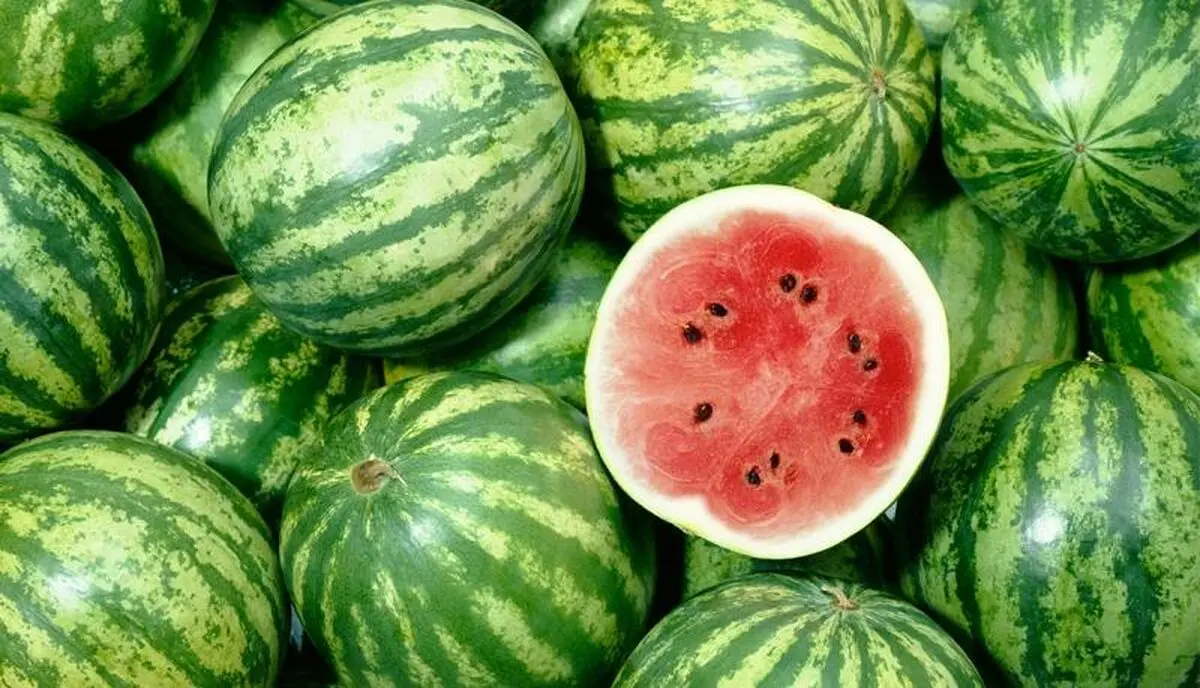 کاهش چهار برابری تولید هندوانه بذری در جوین