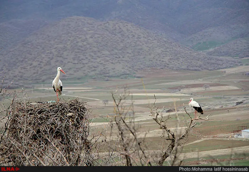 شهر لک لک ها در روستای مریوان