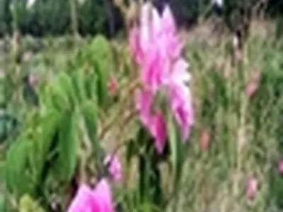 بوی گل محمدی در شب مبعثحضرت رسول(ص) به مشام رسید