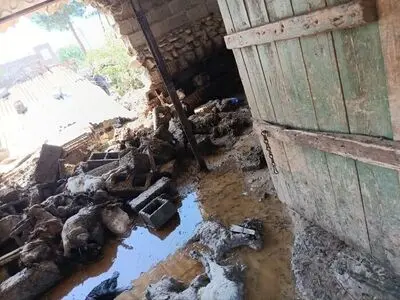 تلف شدن 200 رأس دام عشایر شهرستان پارس‌آباد مغان در پی طوفان و سیلاب