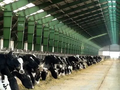 افزایش کشتار دام‌های مولد/ با سویای ۱۱۰ هزار تومانی چاره‌ دیگر نداریم