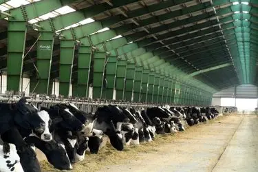 افزایش کشتار دام‌های مولد/ با سویای ۱۱۰ هزار تومانی چاره‌ دیگر نداریم