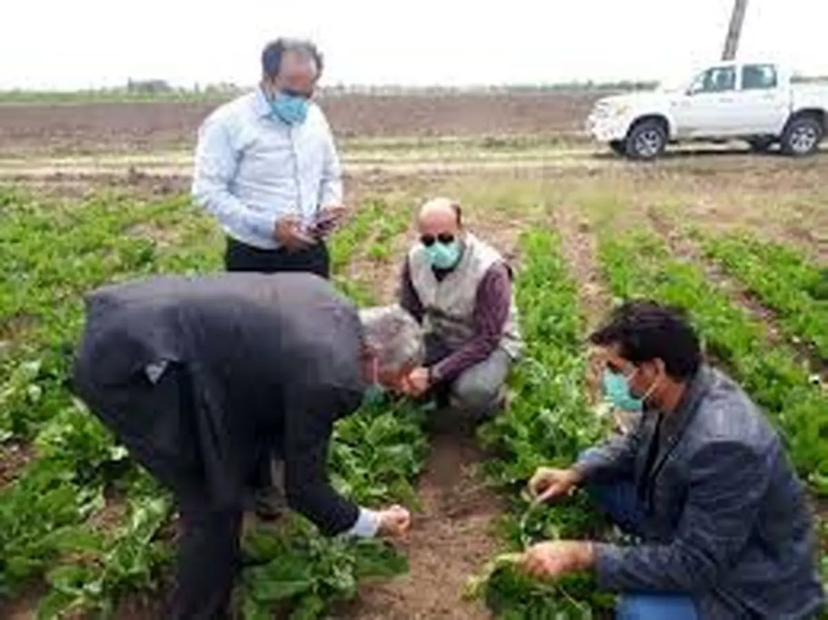 آغاز بررسی نهایی خسارت وارده به مزارع ساوه و زرندیه