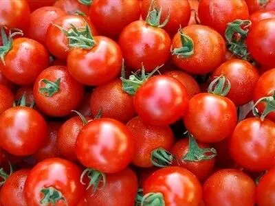 کاهش ۸ هزار تومانی قیمت گوجه فرنگی در یک هفته اخیر 