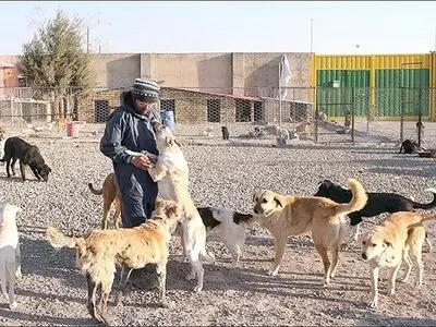 افزایش علاقمندی به خرید و نگهداری حیوانات خانگی/ خانواده‌های سنتی مایل به نگهداری سگ و گربه نیستند