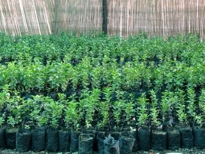 خواص درمانی اکالیپتوس