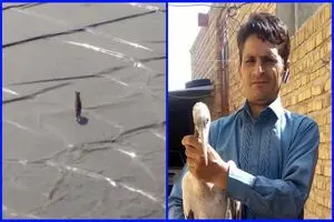 نجات ۲ گونه جانوری در تایباد