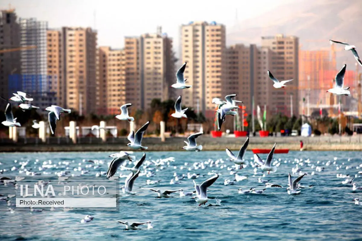وجود تمساح در دریاچه چیتگر منتفی است/ غیرقانونی بودن رهاسازی گونه‌های وحشی در دریاچه‌ها