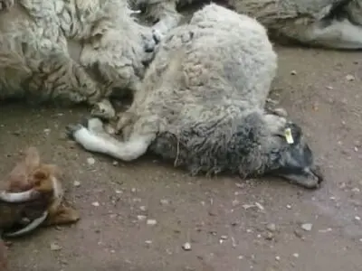 تلف شدن 20 راس گوسفند و مصدومیت دو نفر بر اثر برخورد یک دستگاه پراید با گله عبوری در بخش قارون دزپارت+فیلم