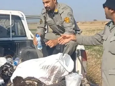 پرندگان خوزستان را با خوراندن سم شکار می‌کنند! + فیلم