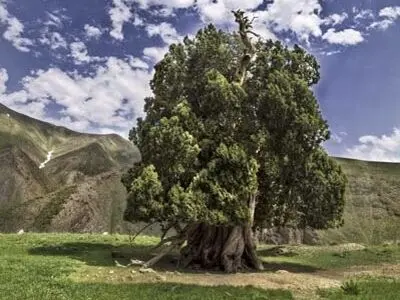 بقاء درخت 2800 ساله اُرس شهرستانک با تهدید روبروست