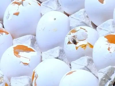 معدوم سازی ۸.۵ تن تخم مرغ فاسد در آذرشهر آذربایجان شرقی 