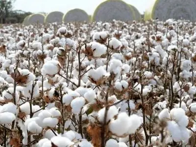 فرسودگی ماشین‌آلات و گرانی نهاده‌ها؛ چالش‌های جدی پیش‌روی پنبه‌کاران گلستان