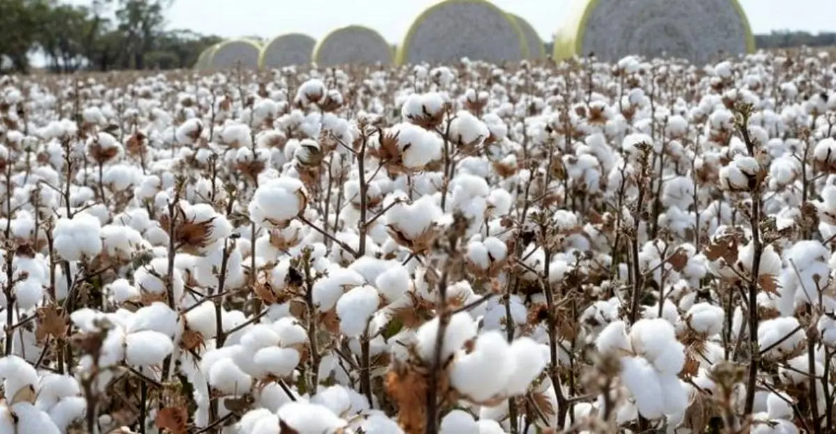 فرسودگی ماشین‌آلات و گرانی نهاده‌ها؛ چالش‌های جدی پیش‌روی پنبه‌کاران گلستان