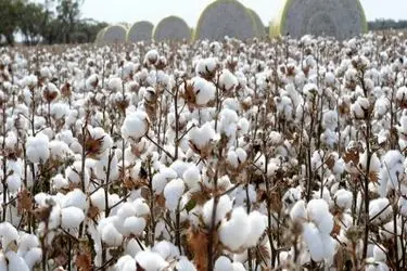 فرسودگی ماشین‌آلات و گرانی نهاده‌ها؛ چالش‌های جدی پیش‌روی پنبه‌کاران گلستان