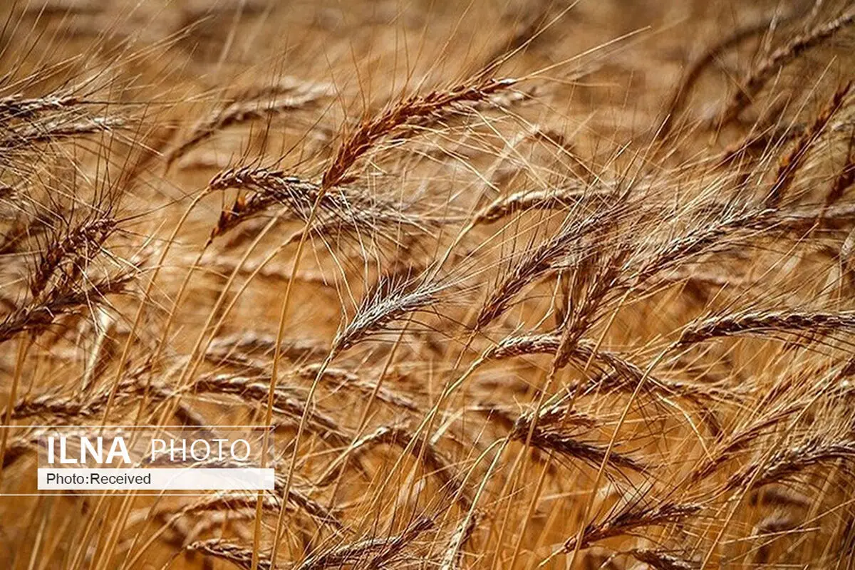 در تولید گندم برای نان خودکفا شده‌ایم/ واردات ۳.۵ میلیون تن گندم در سال پیشرو