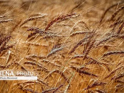 تولید آرد در کارخانجات با ۴۰ درصد ظرفیت/ کاهش کیفیت آب کشاورزی