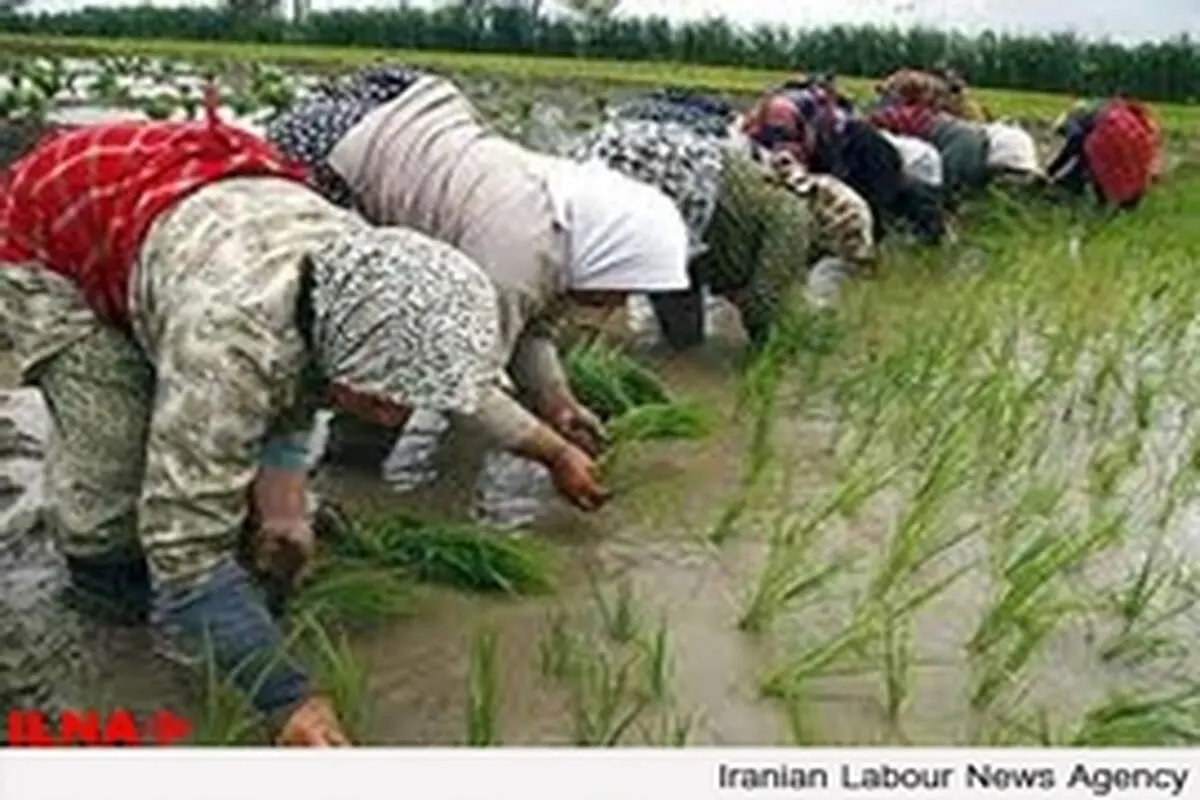 حقوق زنان کارگر در مشاغل خانوادگی پایمال می شود