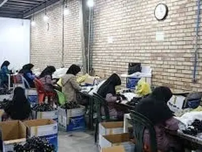 بهره‌مندی بیش از 172 هزار مددجو و نیازمند البرزی از فرصت شغلی