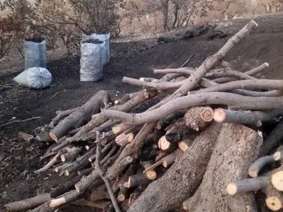 دو متخلف قطع درختان جنگلی در منطقه حفاظت‌شده سبزکوه بازداشت شدند