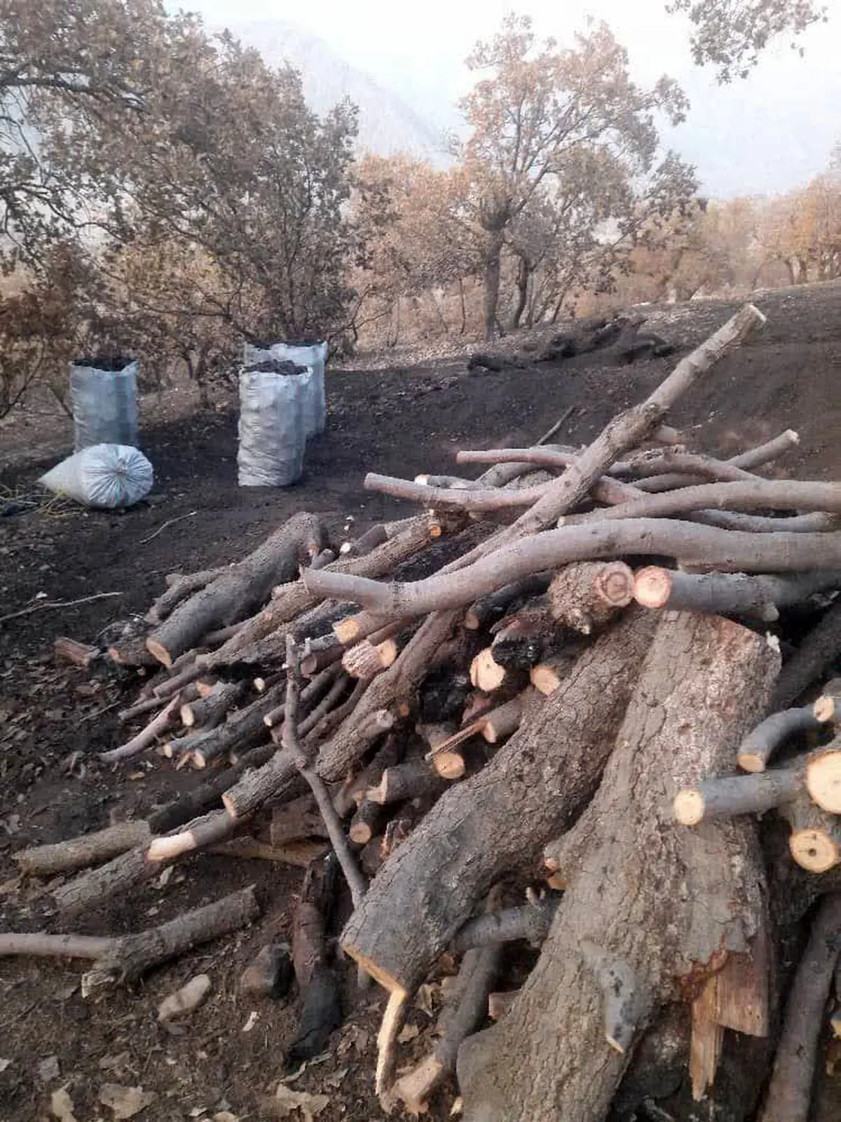 دو متخلف قطع درختان جنگلی در منطقه حفاظت‌شده سبزکوه بازداشت شدند