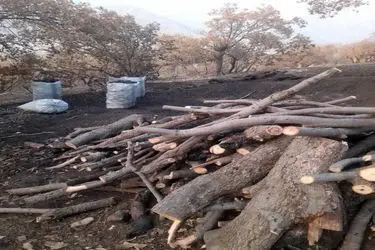 دو متخلف قطع درختان جنگلی در منطقه حفاظت‌شده سبزکوه بازداشت شدند