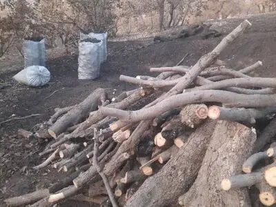 دو متخلف قطع درختان جنگلی در منطقه حفاظت‌شده سبزکوه بازداشت شدند